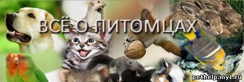 Все о домашних животных в Иркутске