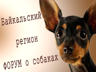 Байкальский регион. Форум о собаках.